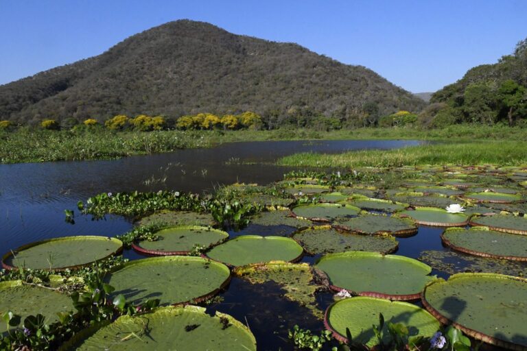 COP15: Pantanal é ponto de parada e alimentação para 190 espécies de aves migratórias do Continente