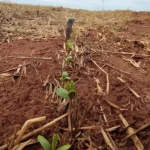 Plantio da soja avança em MS, mas Norte do Estado ainda espera regularização das chuvas