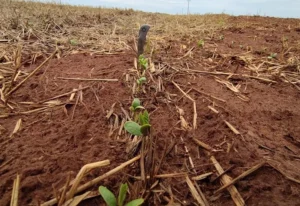 Plantio da soja avança em MS, mas Norte do Estado ainda espera regularização das chuvas