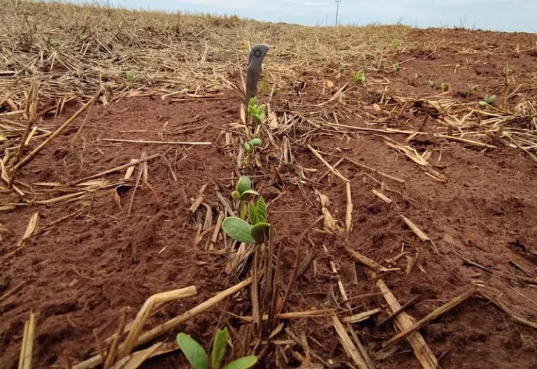 Plantio da soja avança em MS, mas Norte do Estado ainda espera regularização das chuvas